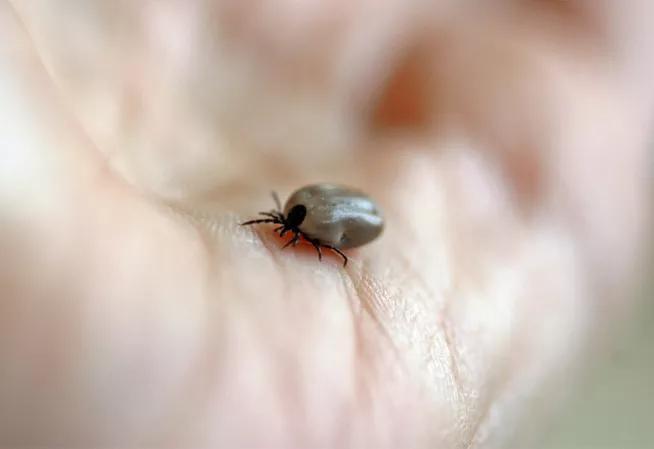 tiques et maladie de Lyme
