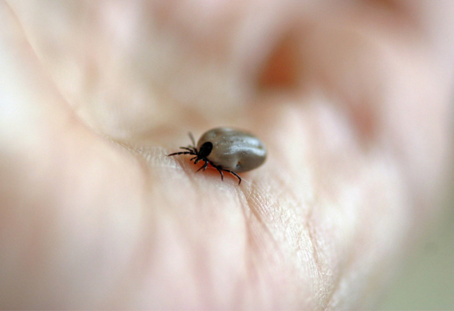 tiques et maladie de Lyme