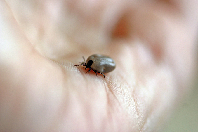 tiques et maladie de Lyme