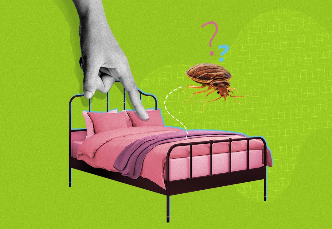 Punaise de lit : tout savoir sur les punaises de lit