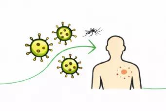Moustique maladies