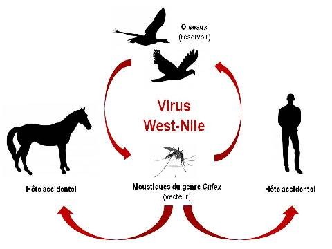 Cycle de transmission West-Nile