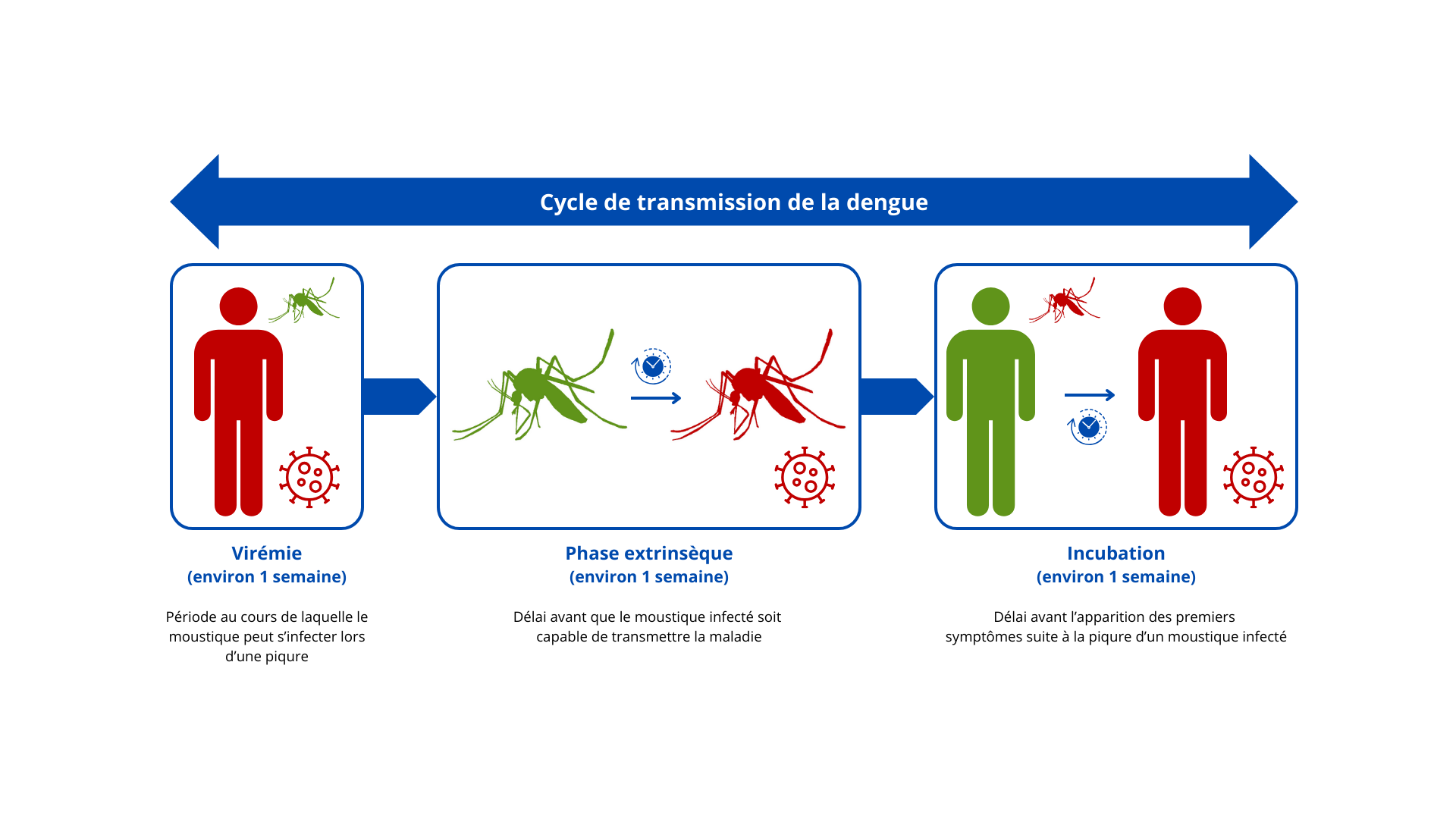 Cycle de transmission de la dengue