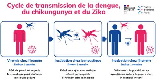 Cycle de transmission de la dengue, du chikungunya et du Zika
