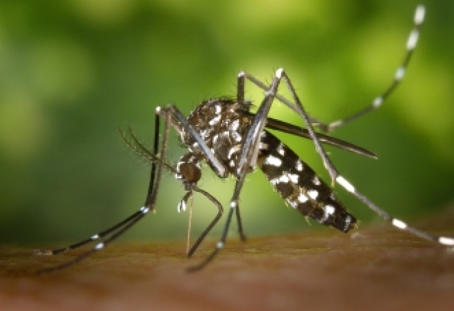 Aedes albopictus