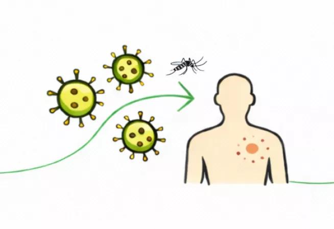 Moustique maladies
