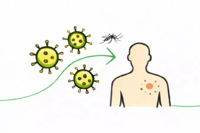 Moustique maladies